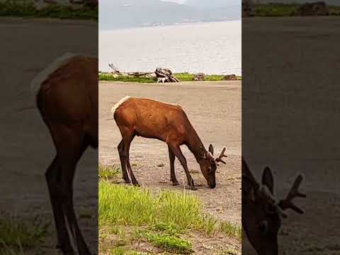 Beautiful Elk 🦌 in Yellowstone National Park #yellowstone #elk #travel #shortsfeed #shorts #viral