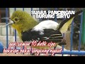 Suara burung sirtu /Cipoh buat pancingan sirpu yang malas bunyi