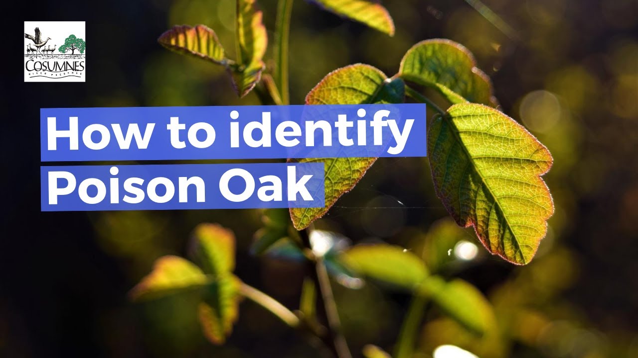The Best Ways To Identify Poison Oak YouTube
