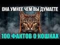 100 фактов о кошках , которые вас точно удивят!