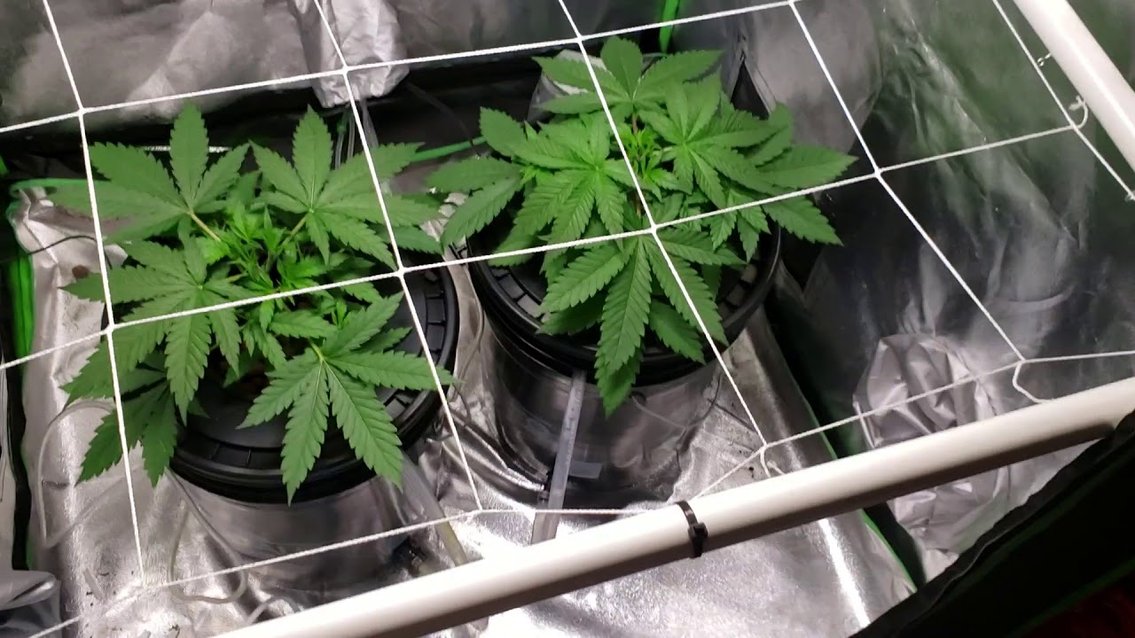 White widow flower start of week 5. Vedge ak47 and sour Jack herer.