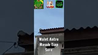 suara walet  musim hujan