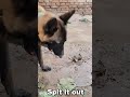 Rural Fragments | Why did my dog eat it, spit it out, then eat it again? 🤨