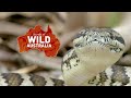 Тайны дикой природы Австралии Крокодилы