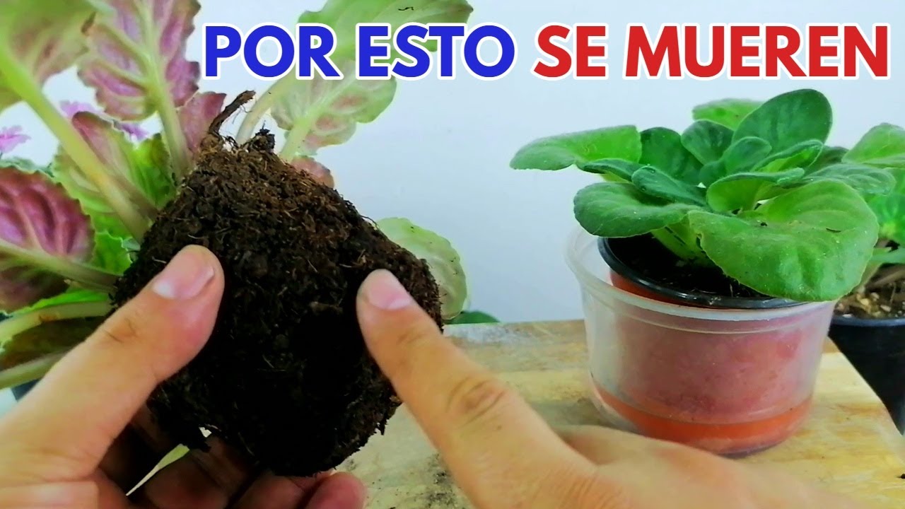 por que se marchitan las violetas africanas