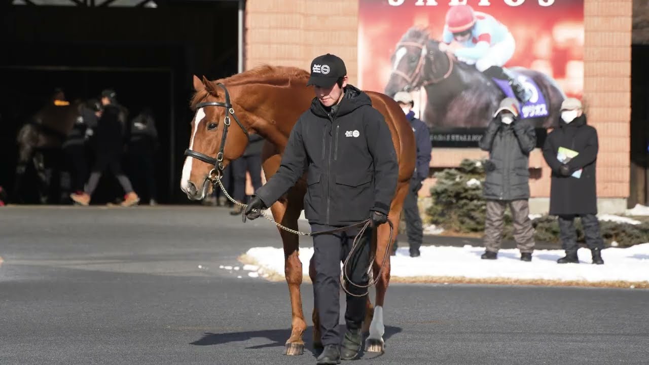 オルフェーヴル(Orfevre) - 社台スタリオンパレード2023