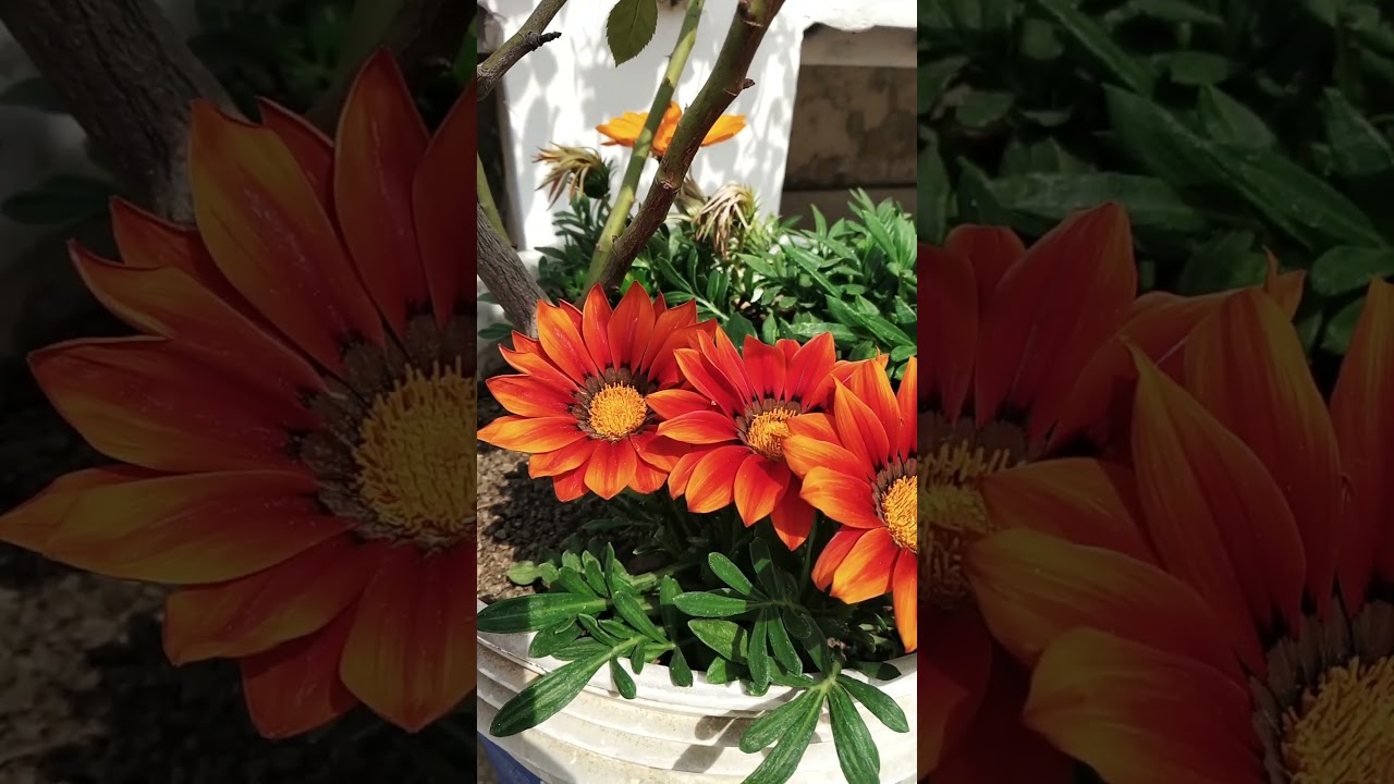 Treasure Flower Gazania