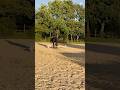 I Literally Thought The First Jump Was Small SunnymoonsLife Equestrianjourney Ilovethishorse 