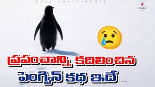 పెంగ్విన్ కథ | Depressed Penguin Documentary Story in Telugu | Penguin Story in Telugu | viral video