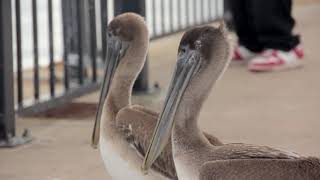 Module 2 Activity: Bird Clips