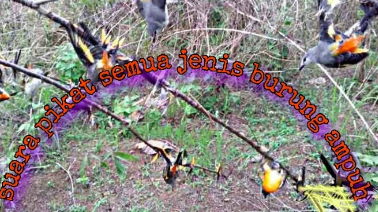 suara pikat semua jenis burung . #semua burung pasti turun 