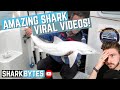 AMAZING shark/ray VIRAL videos!