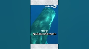 🐋Cá nhà táng ngủ: Khoảnh khắc hiếm gặp ở đại dương