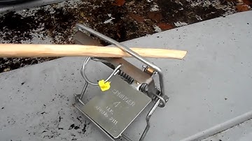 Fenn mark #4 springer trap