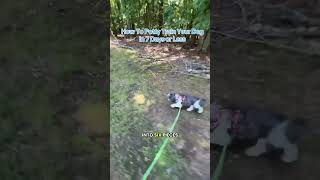 Potty Trained Puppies In 7 Days #dogtraining #dogtips #dogparents #dogclass #dogday #paw #dogpaw