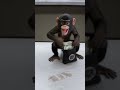 #funnymonkey #naughtymonkey