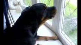 Singing dog (My Rottweiler Howling)