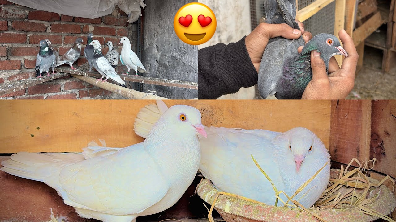 Sare New Kabutar Udha Diye😱🕊️