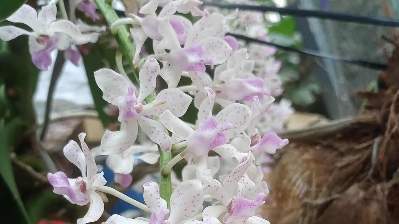 phiên sáng.7/2/25.lh.0357408918.em có ngọc điểm và râu rồng.quế tím.bao ...