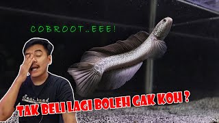 Update perkembangan si Goblin Chana Asiatica yg beli dari Bang Fish...!!!
