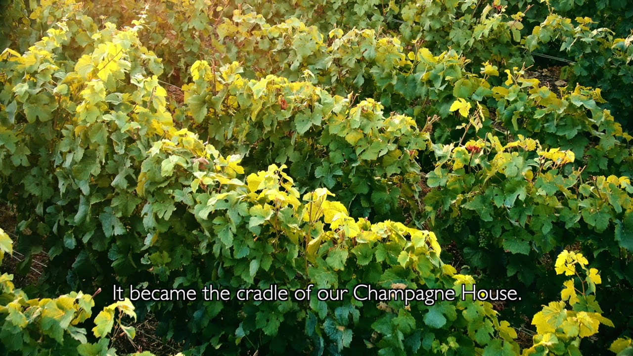 An Introduction to Champagne Taittinger