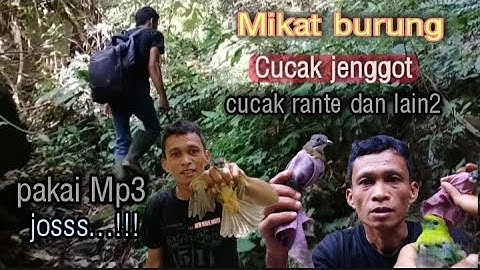 Mikat burung cucak jenggot dan cucak rante pakai Mp3.