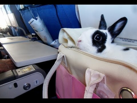 Flying With A Rabbit - All You Need To Know | How to fly with a rabbit
