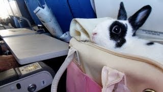 Traveling with bunny - The second time my little rabbit flying in the sky
