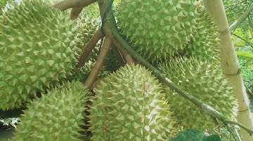 cây giống các loại giá rẻ. cây giống hoàng xuân 🌴  LH :0364889402 ship hàng toàn Quốc