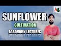 Cultivation of Sunflower in India | Agronomy Lectures | Agriculture Jobs RS Rajput