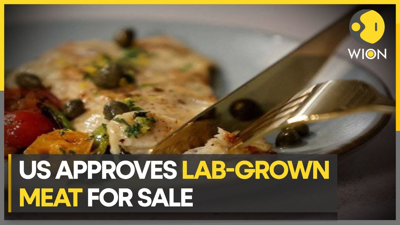 USDA allows lab-grown meat to be sold to US consumers | Latest News | WION