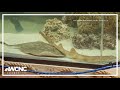 Pregnant stingray develops rare disease