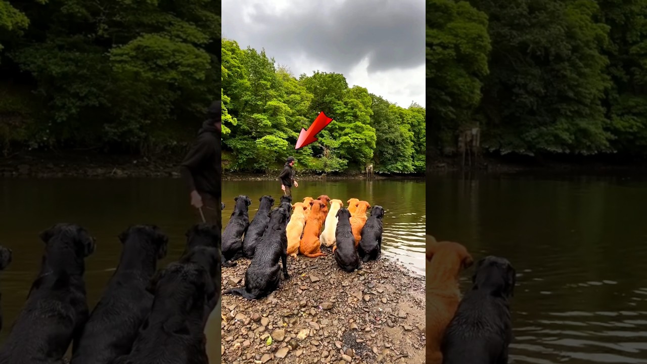 Who is the fastest dog 🐕‍🦺 