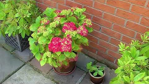 Panasonic Camcorder HDC-SD900  1080p  test video 2