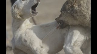 ТАЗЫ ИТ/HUNTING DOGS/ОХОТНИЧЬИ СОБАКИ ТАЗЫ ИТ/HUNTING DOGS/ОХОТНИЧЬИ СОБАКИ