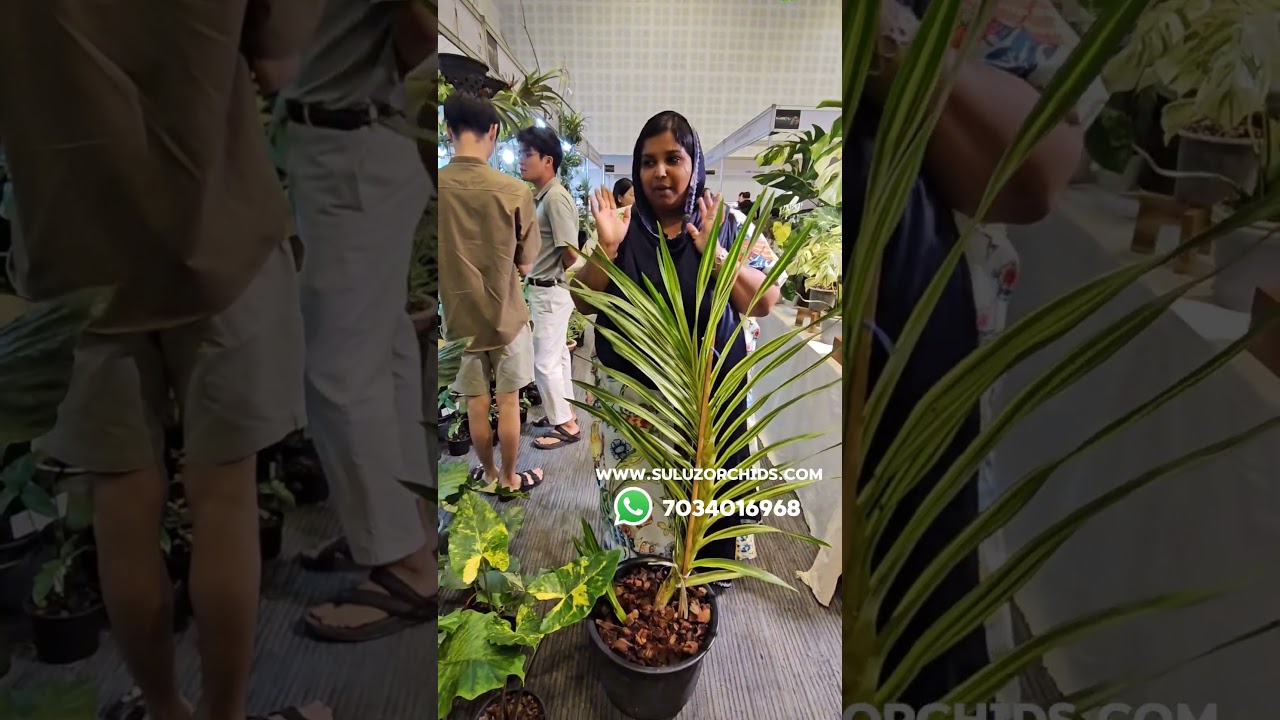 Grammatophyllum Verigated  7034016968 