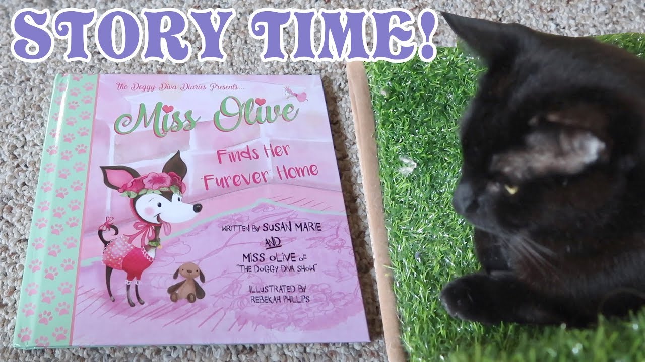 funny cats sleeping in weird positions compilation 2014 funnyplox Miss Olive Finds Her Furever Home - Story Time With The Cats