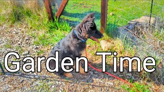 Ruger Loves Garden Time .. #youtube by RugerCaynine 10 views 6 days ago 4 minutes, 40 seconds