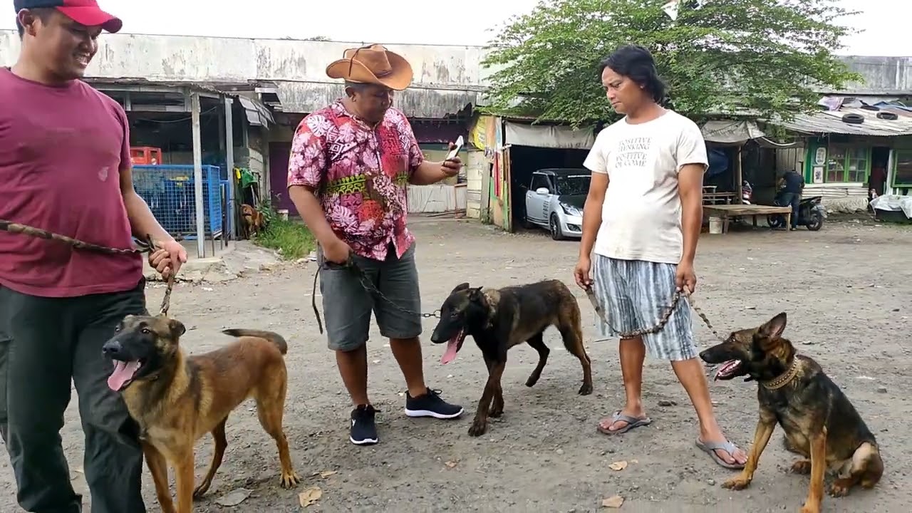 ABANG SANDOKO BELGIAN MALINOISNYA MANTAP DAN KEREN | GREBEK KANDANG ANJING