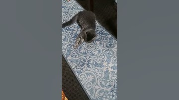 CATNIP SPIN?  RockyBaby rolls around in catnip, enjoying it