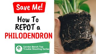 Repotting a Sun Damaged Philodendron (Ep 03)