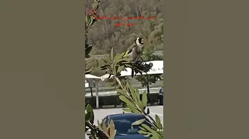 تغريد الحسون في الطبيعه ماشاء الله مقنين خلوي 