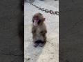 ニーナ1歳の頃のおねだりする声がかわいい　#淡路島モンキーセンター #ニホンザル #ニーナ
