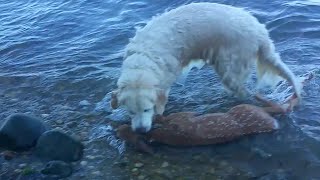 What A Paw-some Rescue! Golden Retriever Heroically Rescues Drowning Baby Deer by Stirred Up 1,369 views 9 months ago 2 minutes, 55 seconds