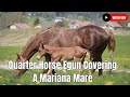 Quarter Horse Egun Covering A Mariana Mare