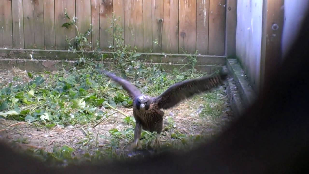 camera iphone 8 plus apk 2016 captive bred female peregrine