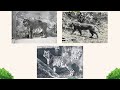 🐅 3 Extinct Tiger Species You Should Know About 🐅