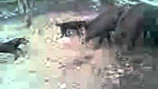 Gonche And Yagterier In Gater.3Gp