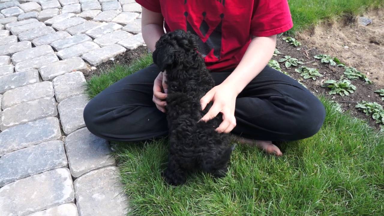 black english goldendoodle