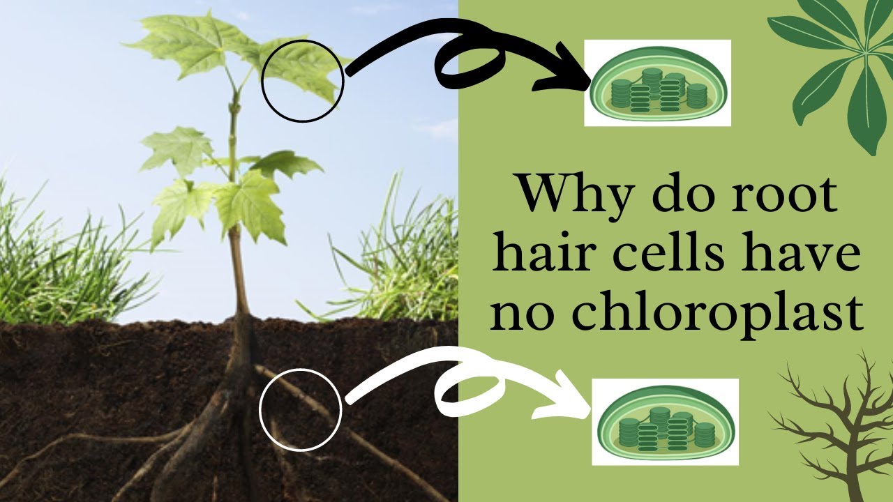 Why Do Root Hair Cells Have No Chloroplasts? | Biology Quiz - YouTube